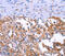 Anoctamin 1 antibody, MBS2523298, MyBioSource, Immunohistochemistry paraffin image 
