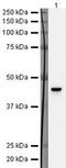 RENR antibody, PA5-19688, Invitrogen Antibodies, Western Blot image 