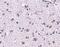 Cerebral Dopamine Neurotrophic Factor antibody, PA5-20430, Invitrogen Antibodies, Immunohistochemistry paraffin image 