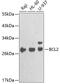 BCL2 antibody, 18-834, ProSci, Western Blot image 