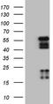 Photoreceptor-specific nuclear receptor antibody, TA806218, Origene, Western Blot image 