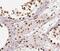 RUN Domain Containing 3A antibody, FNab07531, FineTest, Immunohistochemistry frozen image 