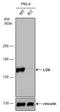 Serine/Threonine Kinase 10 antibody, NBP2-19367, Novus Biologicals, Western Blot image 