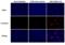 Flavivirus Group Antigen antibody, orb357996, Biorbyt, Immunofluorescence image 