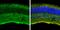 Contactin 1 antibody, PA5-78380, Invitrogen Antibodies, Immunohistochemistry frozen image 