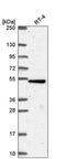TBC1 Domain Family Member 24 antibody, PA5-66975, Invitrogen Antibodies, Western Blot image 