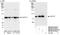 Cleavage stimulation factor subunit 3 antibody, NB100-57534, Novus Biologicals, Western Blot image 