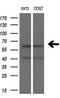 Solute Carrier Family 7 Member 8 antibody, M04381-1, Boster Biological Technology, Western Blot image 