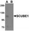 Signal peptide, CUB and EGF-like domain-containing protein 1 antibody, TA320028, Origene, Western Blot image 