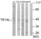 RELT TNF Receptor antibody, LS-C119201, Lifespan Biosciences, Western Blot image 