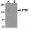 LINE1 Type Transposase Domain Containing 1 antibody, MBS150673, MyBioSource, Western Blot image 