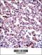 GDP Dissociation Inhibitor 2 antibody, 57-273, ProSci, Immunohistochemistry frozen image 