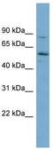 Syntrophin Gamma 1 antibody, TA344833, Origene, Western Blot image 