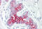 EPH Receptor B6 antibody, MBS244388, MyBioSource, Immunohistochemistry frozen image 