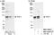 Tuftelin Interacting Protein 11 antibody, NBP1-40365, Novus Biologicals, Western Blot image 