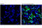 Caspase 8 antibody, 8592S, Cell Signaling Technology, Immunofluorescence image 