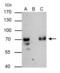 General Transcription Factor IIF Subunit 1 antibody, GTX114455, GeneTex, Immunoprecipitation image 