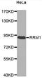 Ribonucleotide Reductase Catalytic Subunit M1 antibody, MBS126050, MyBioSource, Western Blot image 