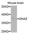 G Protein Subunit Alpha Z antibody, A13991, ABclonal Technology, Western Blot image 