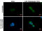 Sequestosome 1 antibody, GTX629889, GeneTex, Immunofluorescence image 