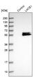 AFG1 Like ATPase antibody, NBP1-89217, Novus Biologicals, Western Blot image 