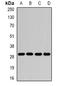 Guanidinoacetate N-Methyltransferase antibody, LS-B16063, Lifespan Biosciences, Western Blot image 