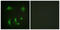 Baculoviral IAP Repeat Containing 5 antibody, LS-B8368, Lifespan Biosciences, Immunofluorescence image 