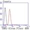 T-Box, Brain 1 antibody, NBP2-67184, Novus Biologicals, Flow Cytometry image 