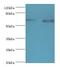 Amyloid Beta Precursor Protein Binding Family B Member 1 Interacting Protein antibody, LS-C377995, Lifespan Biosciences, Western Blot image 