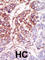 Casein Kinase 1 Gamma 3 antibody, abx033379, Abbexa, Western Blot image 
