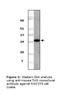 ASPSCR1 Tether For SLC2A4, UBX Domain Containing antibody, LS-C47160, Lifespan Biosciences, Western Blot image 