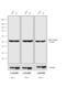 Rat IgG antibody, A18737, Invitrogen Antibodies, Western Blot image 