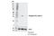 Eukaryotic Translation Initiation Factor 2 Subunit Alpha antibody, 53085S, Cell Signaling Technology, Western Blot image 