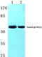 Forkhead Box O4 antibody, PA5-36804, Invitrogen Antibodies, Western Blot image 