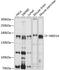 Mediator Complex Subunit 14 antibody, 13-661, ProSci, Western Blot image 
