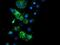 Cytochrome B5 Reductase 1 antibody, NBP2-01951, Novus Biologicals, Immunofluorescence image 