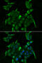 Solute Carrier Family 34 Member 1 antibody, 22-453, ProSci, Immunofluorescence image 
