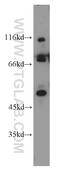 FAST Kinase Domains 2 antibody, 17464-1-AP, Proteintech Group, Western Blot image 