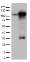 TFIIIC90 antibody, CF812628, Origene, Western Blot image 