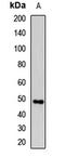 Plasminogen Activator, Urokinase antibody, orb412076, Biorbyt, Western Blot image 