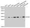 Insulin Like Growth Factor Binding Protein 5 antibody, MBS127347, MyBioSource, Western Blot image 