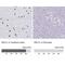 RALY RNA Binding Protein Like antibody, NBP2-33768, Novus Biologicals, Immunohistochemistry paraffin image 