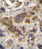Acyl-CoA Oxidase 1 antibody, LS-C98495, Lifespan Biosciences, Immunohistochemistry frozen image 