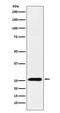TNF Superfamily Member 9 antibody, M06032-1, Boster Biological Technology, Western Blot image 