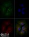 ATP Binding Cassette Subfamily A Member 1 antibody, NBP2-54792, Novus Biologicals, Immunofluorescence image 