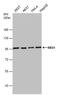 Nibrin antibody, MA1-23263, Invitrogen Antibodies, Western Blot image 