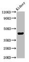 ELL-associated factor 2 antibody, CSB-PA856910LA01HU, Cusabio, Western Blot image 