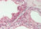 WD Repeat And FYVE Domain Containing 1 antibody, ARP57466_P050, Aviva Systems Biology, Immunohistochemistry frozen image 
