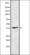 Trace Amine Associated Receptor 9 (Gene/Pseudogene) antibody, orb336462, Biorbyt, Western Blot image 