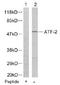Activating Transcription Factor 2 antibody, AP02574PU-S, Origene, Western Blot image 